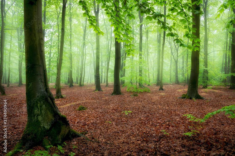 Obraz premium Beautiful foggy morning in green forest