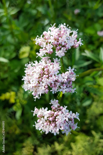 Flowers of Valerian (Valeriana officinalis)