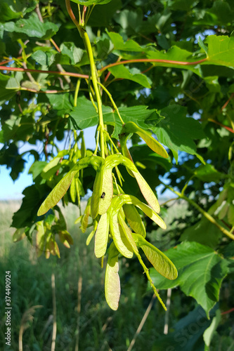 Seeds of Maple tree (Acer pseudoplatanus)