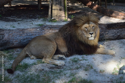 Leone maschio (Panthera leo)