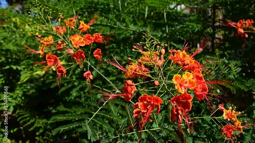 red and yellow flowers