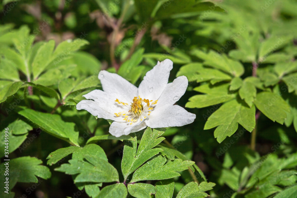 white flower on a background of green leaves.Primroses.drops on the petals.Spring flowers. white flower on a background of green leaves.Primroses.drops on the petals.Spring flowers.