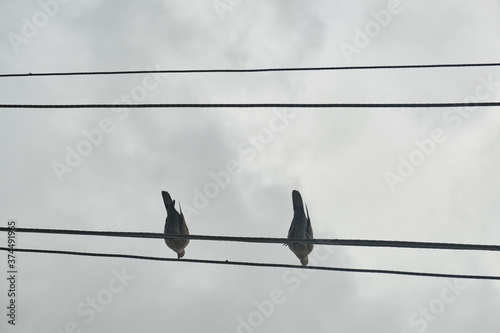 Birds on electrical wires under a cloudy, closed sky © ozencdeniz