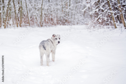 Central Asian shepherd in a snowy forest.cute puppy stands against the background of snow-covered trees.The white-and-gray dog turned to the camera