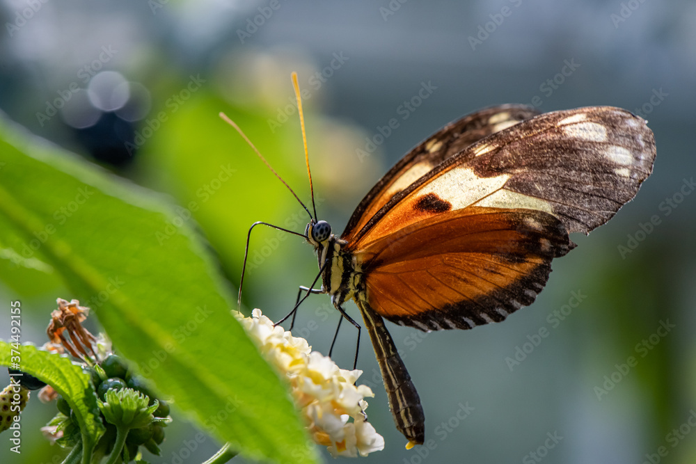 Obraz premium butterfly on a flower