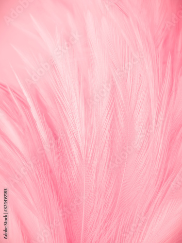 Beautiful abstract gray and pink feathers on white background   white feather frame texture on pink pattern and pink background  feather  pink banners