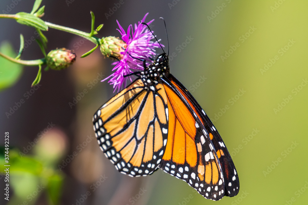 Obraz premium monarch butterfly on a flower