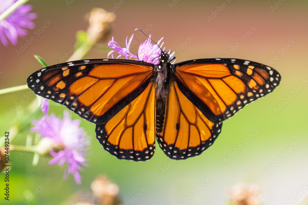 butterfly on pink flower butterfly on pink flower
