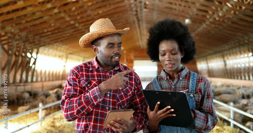 African American couple of male and female farmers standing in barn with sheep flock, talking and using tablet device. Shepherds in stable with livestock, having conversation and tapping on gadget. African American couple of male and female farmers standing in barn with sheep flock, talking and using tablet device. Shepherds in stable with livestock, having conversation and tapping on gadget.