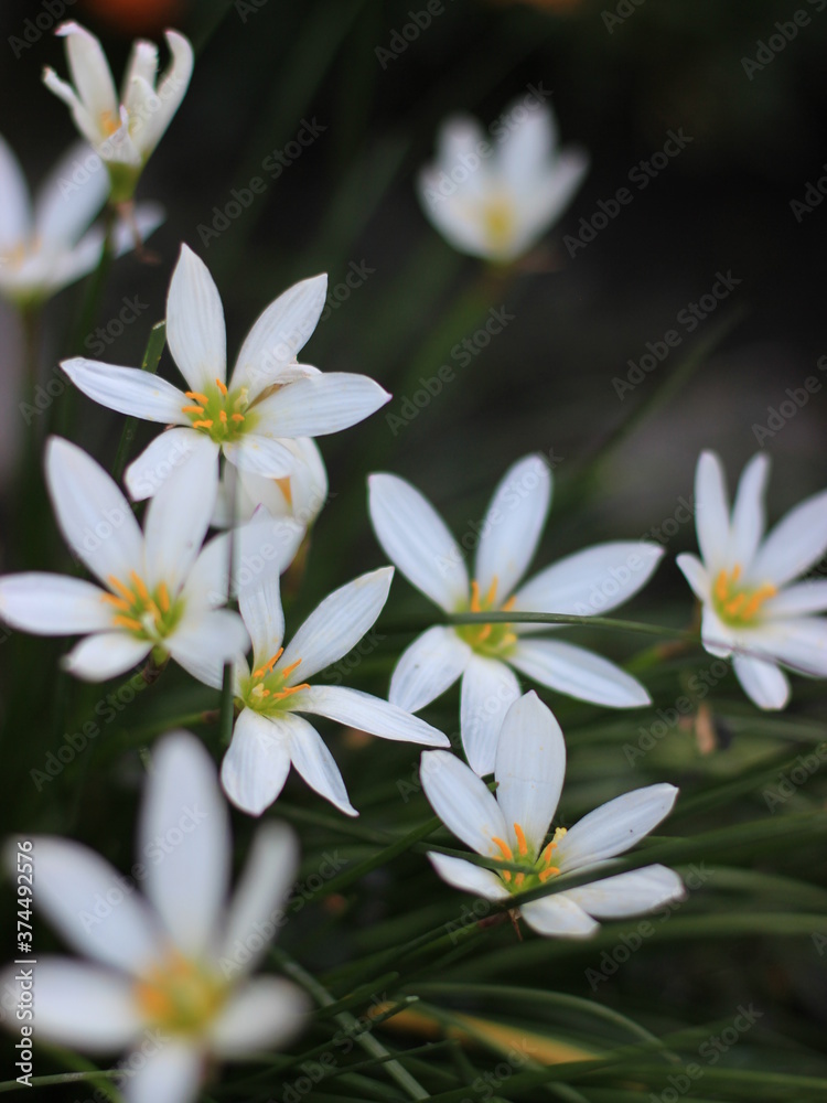 Obraz premium Zephyranthes