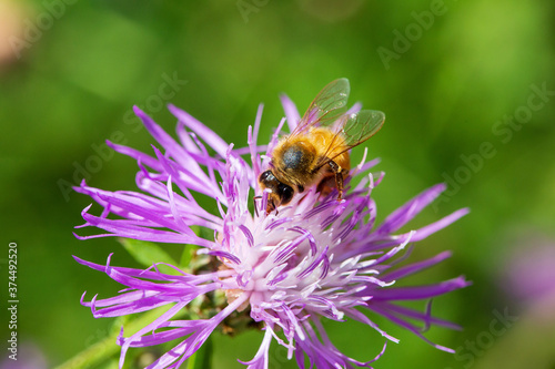 bee on a flower