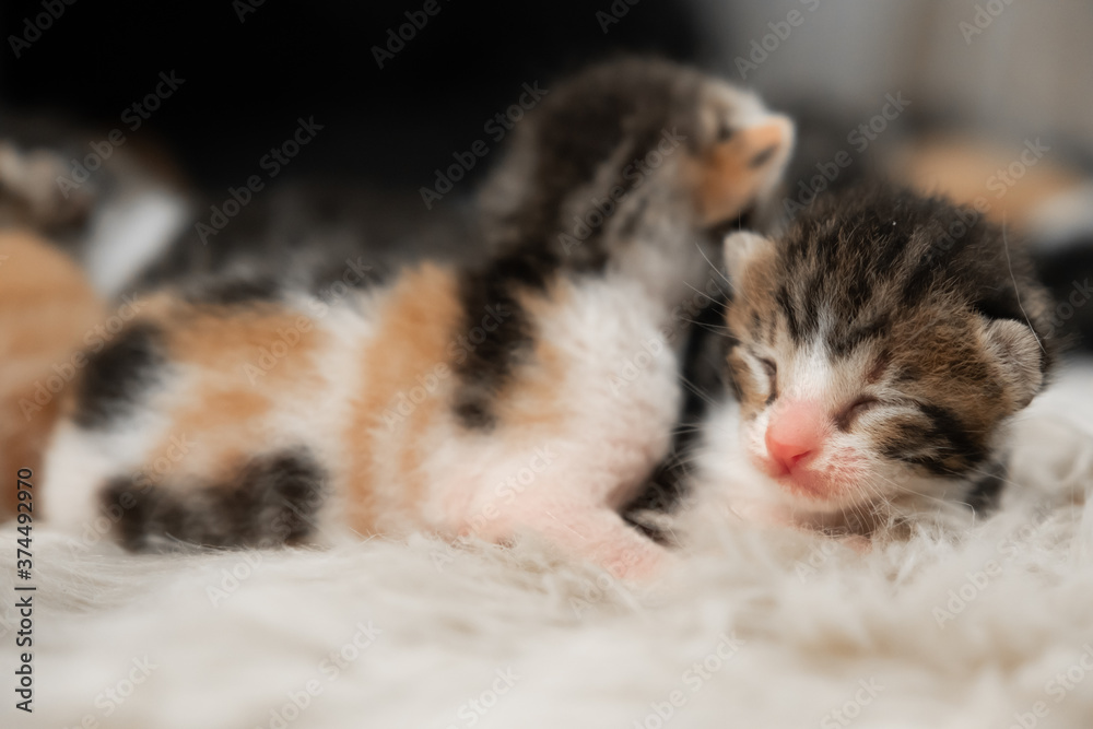 Newborn kittens. Yellow, black and white tabby kittens. Kittens with eyes closed. Newborn kittens. Yellow, black and white tabby kittens. Kittens with eyes closed.