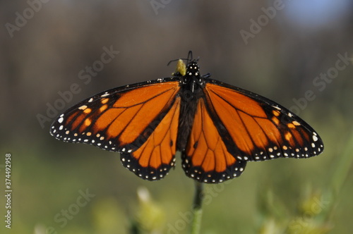 A large orange monarch butterfly feeding on milkweed © Samantha