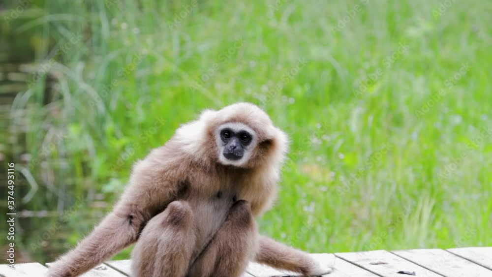 Funny cute monkey moving around in aviary of Kolmarden Zoo, Sweden. Funny cute monkey moving around in aviary of Kolmarden Zoo, Sweden.