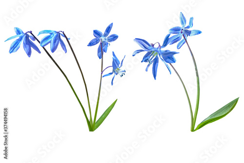 blue scylla flowers isolated on white background