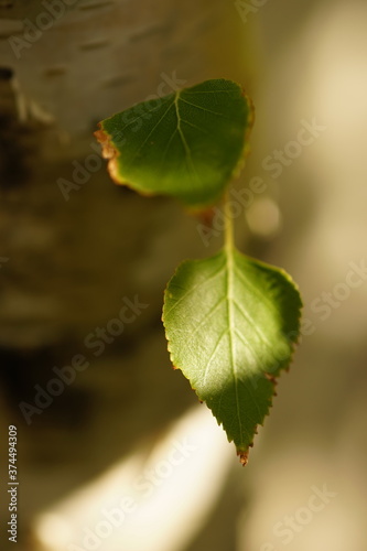 Two green birch leaves grow from tree trunk in sunny garden