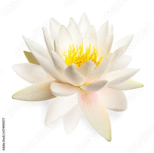 Fototapeta Naklejka Na Ścianę i Meble -  Beautiful blooming lotus flower isolated on white