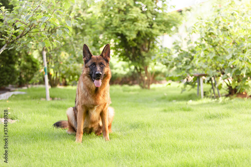 German shepherd sitting on the grass in the garden. Portrait of a purebred dog.