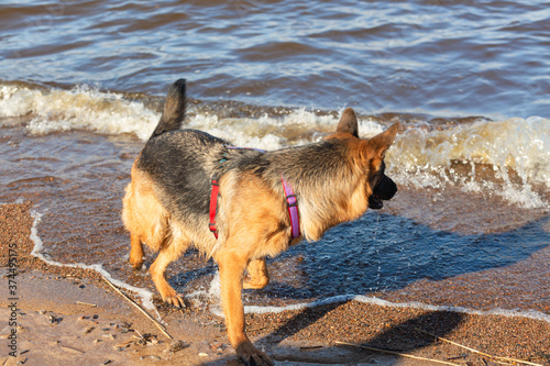 German shepherd dog running along the sea playing with waves.. Portrait of a purebred dog. © Cloudbursted