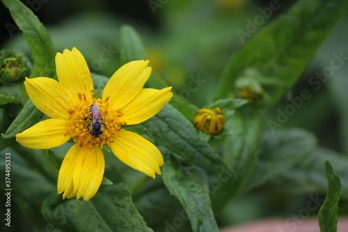 Yellow flower and bee. Flower Guizotia abyssinica close view. photo