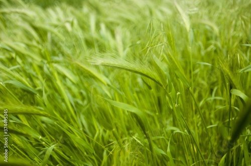 green grass background