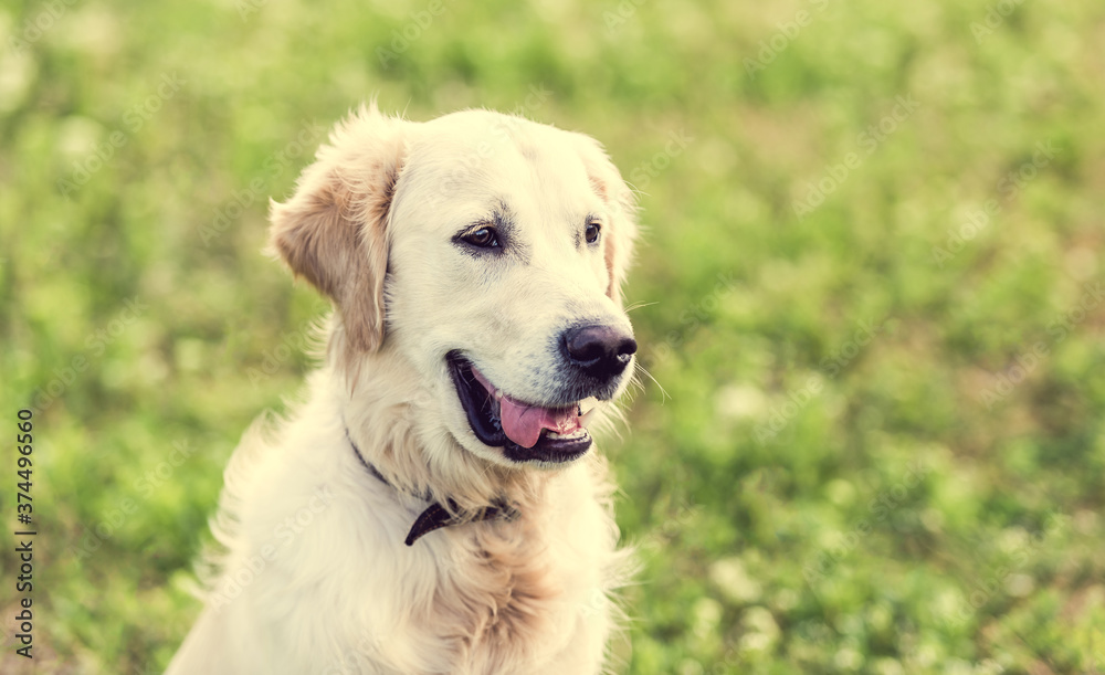 Cute dog sitting on blooming field Cute dog sitting on blooming field