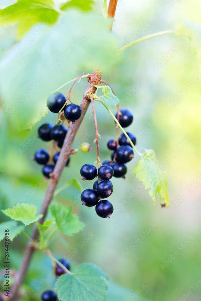 Berries of black currant in focus on blurred background of green garden. Berries of black currant in focus on blurred background of green garden.