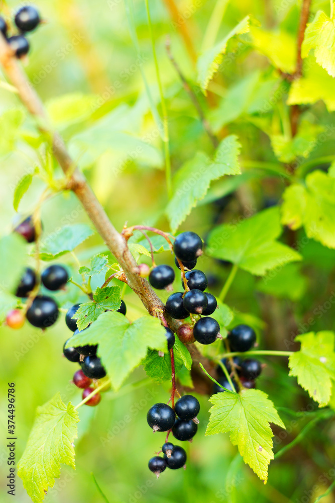 Berries of black currant in focus on blurred background of green garden