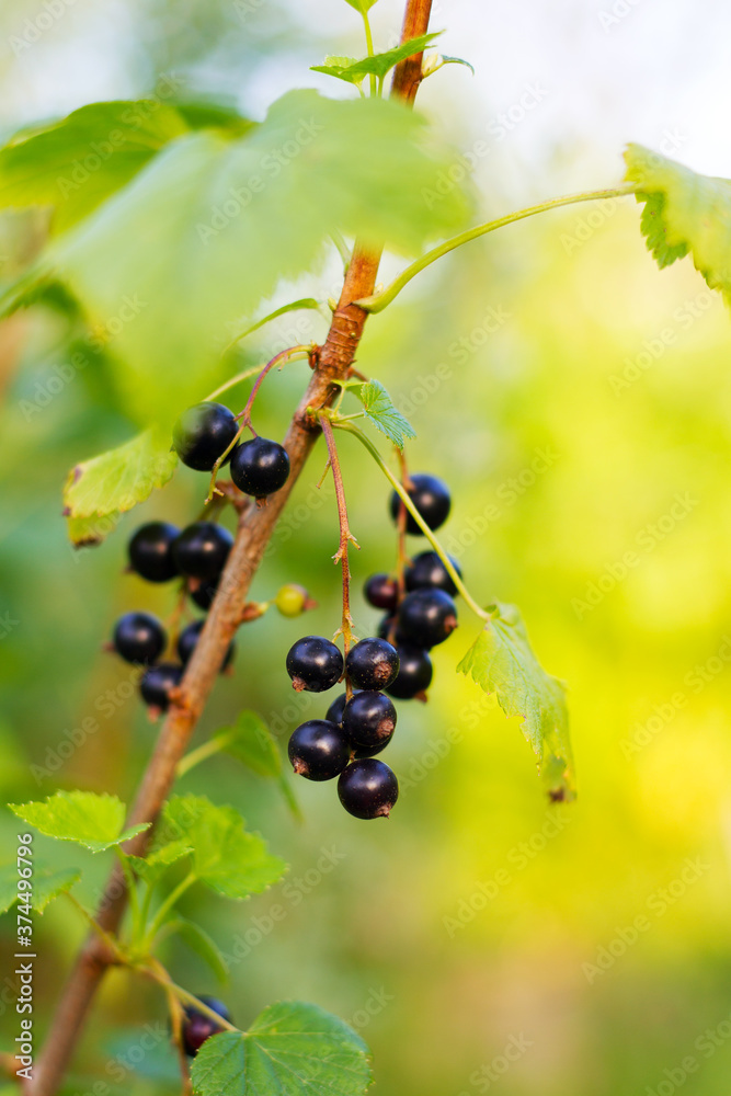 Berries of black currant in focus on blurred background of green garden. Berries of black currant in focus on blurred background of green garden.