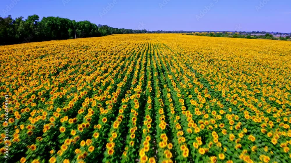 Aerial view above to the sunflowers field. Top view onto agriculture field with blooming sunflowers. Summer landscape with big yellow farm field with sunflowers. CINEMATIC SHOOTING. Aerial view above to the sunflowers field. Top view onto agriculture field with blooming sunflowers. Summer landscape with big yellow farm field with sunflowers. CINEMATIC SHOOTING.