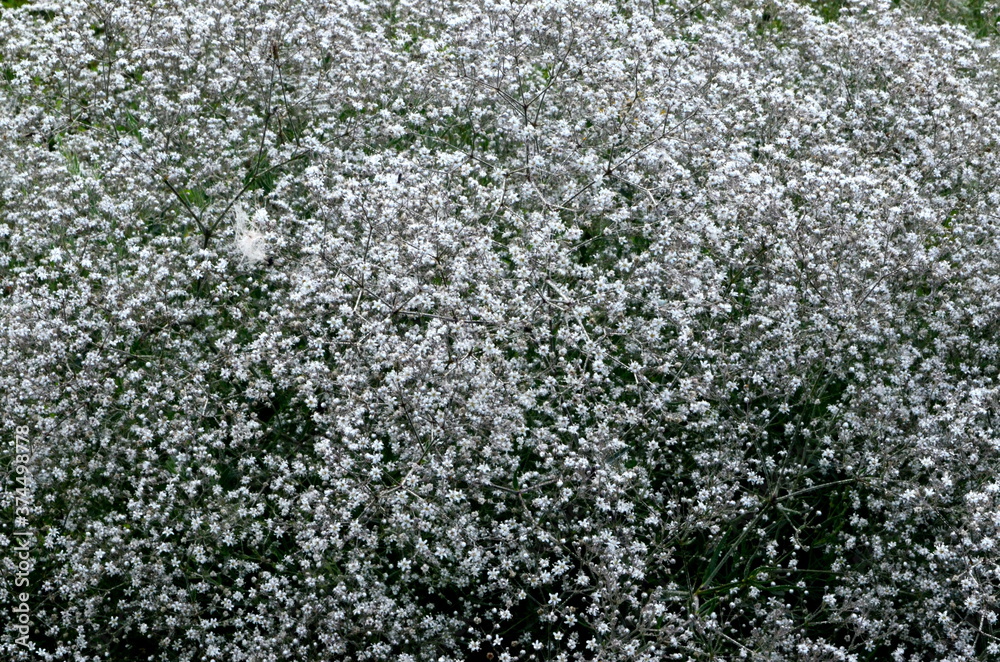 Annual Baby's-breath or Showy Baby's-breath (Gypsophila elegans).
White small flowers background, White blooming texture background.
Annual Baby's-breath or Showy Baby's-breath (Gypsophila elegans).
White small flowers background, White blooming texture background.