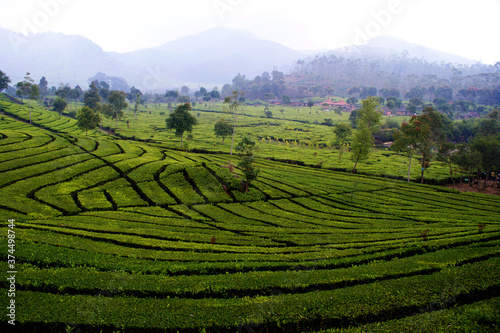 Fresh tea plantation covers the whole hill.