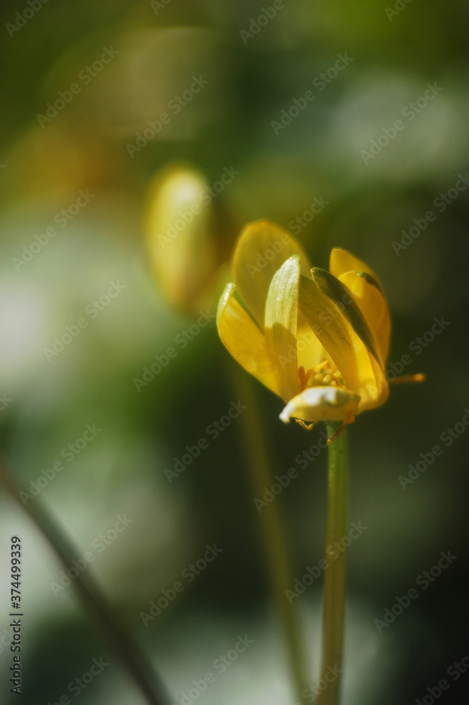 © Валентин Салига - yellow tulip flower