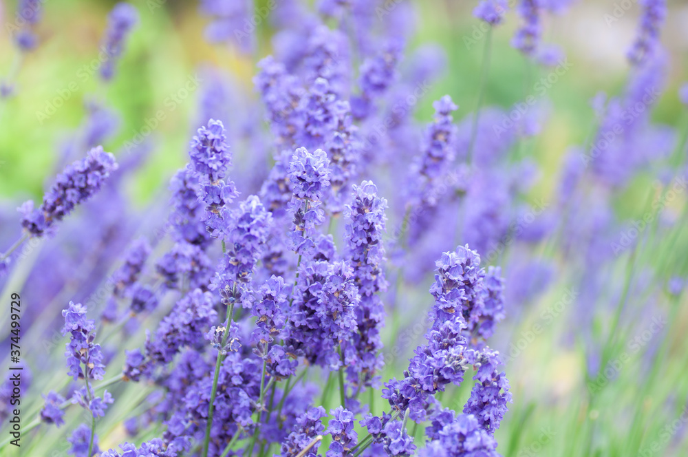 Fototapeta premium Lavender flowers in soft focus, pastel colors and blurred background.
