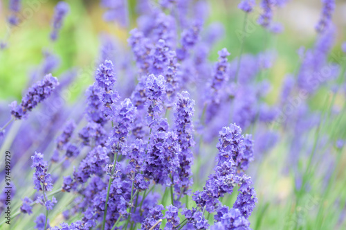 Lavender flowers in soft focus, pastel colors and blurred background.