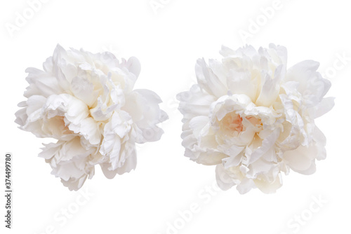 couple of white peony flowers isolated on white