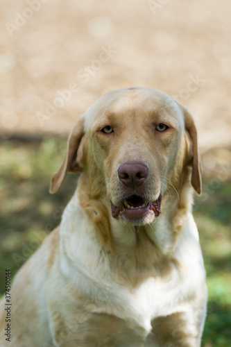 Labrador Retriever