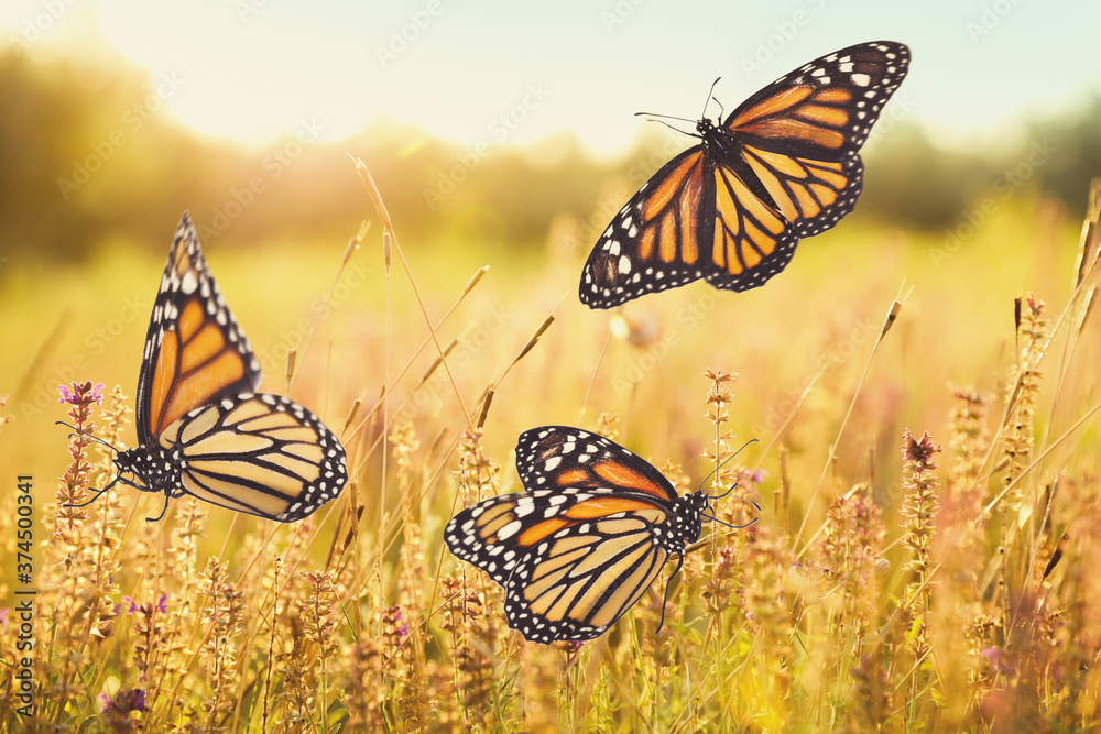 Naklejka premium Sunlit field with beautiful butterflies in morning