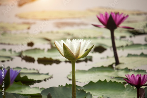 White lotus flowers are blooming with sunse