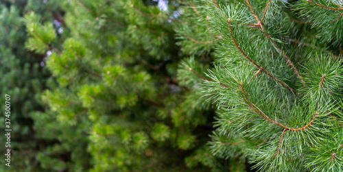 Branches of green spruce in the forest. Natural background of plants.