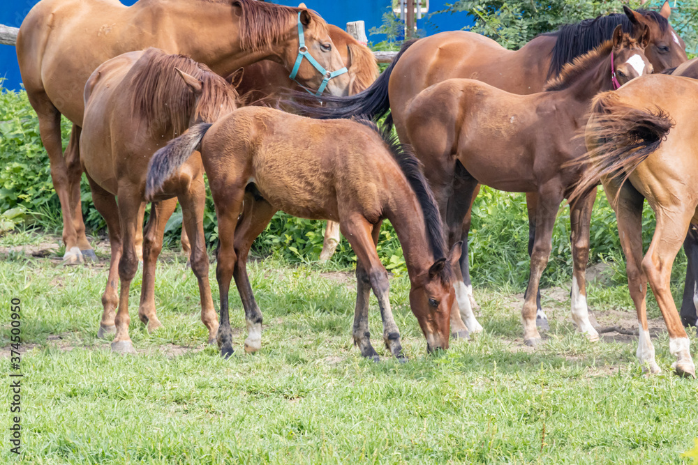 Fototapeta premium a young horse