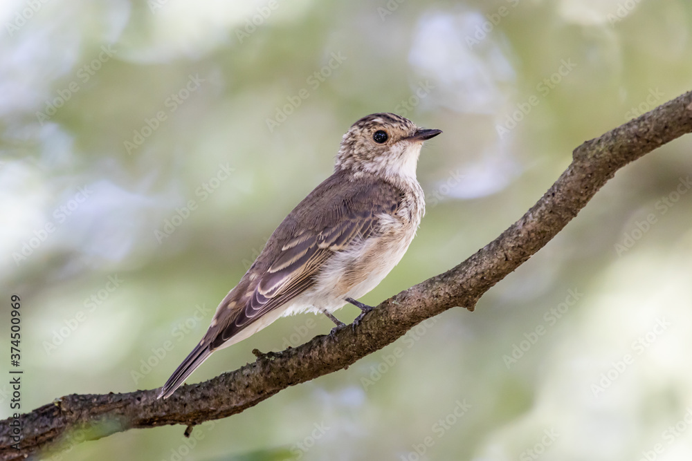 Spotted flycatcher (Muscicapa striata) Spotted flycatcher (Muscicapa striata)