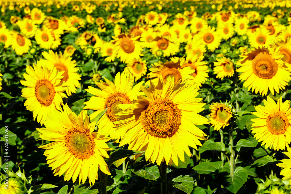 Big field of blooming yellow sunflowers at summer Big field of blooming yellow sunflowers at summer