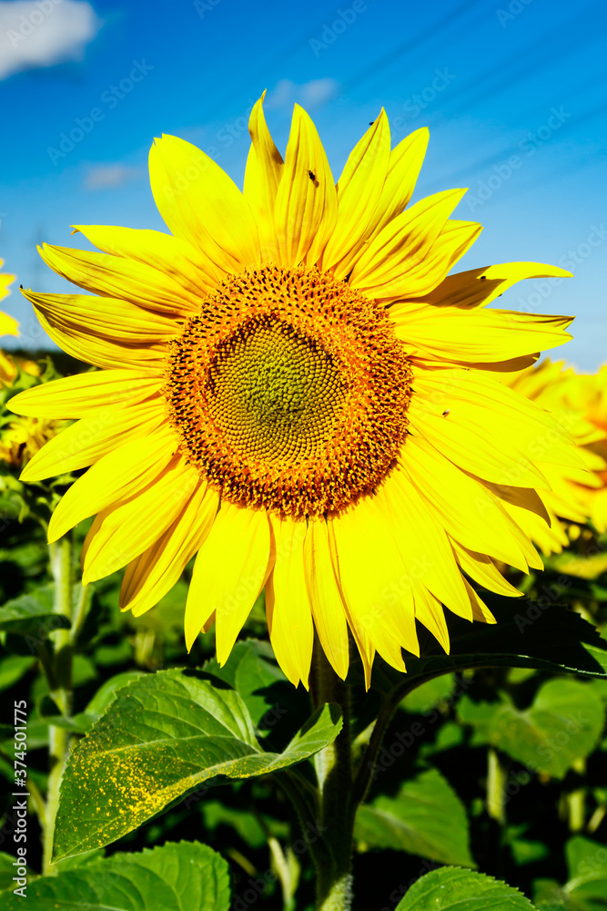 Blooming sunflower on a background of blue sky Blooming sunflower on a background of blue sky