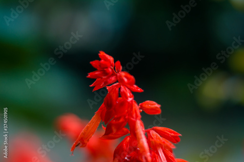 Red flowers in the garden. Beautiful red Lobelia cardinalis in the garden  Lobelia flowers   L. Cardinalis   in bloom 