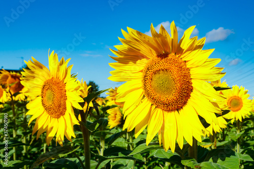 Field of blooming sunflowers on a background of blue sky