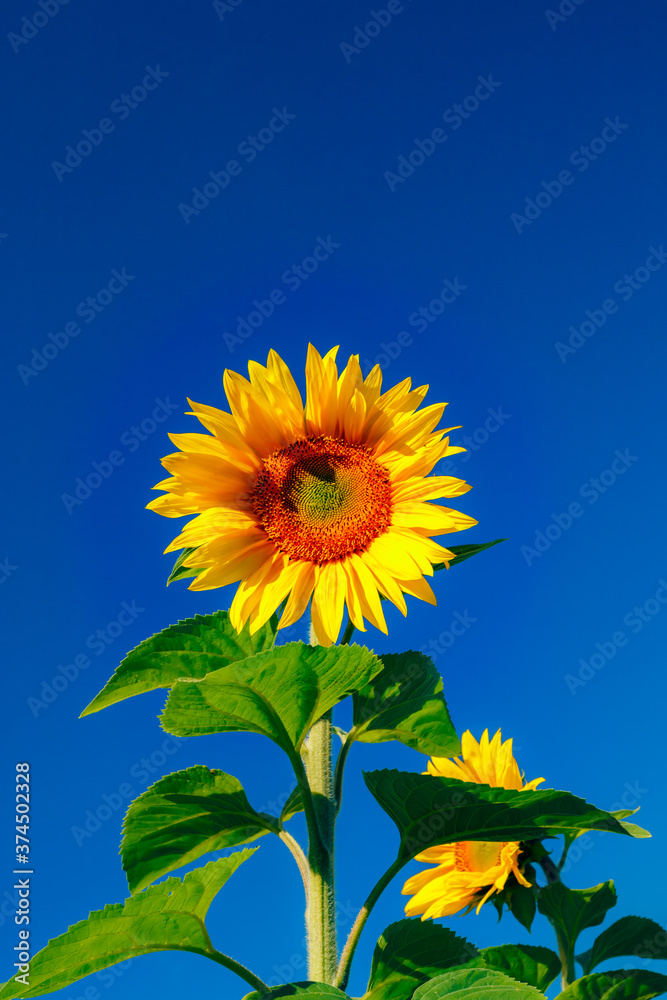 Blooming sunflower on a background of blue sky Blooming sunflower on a background of blue sky