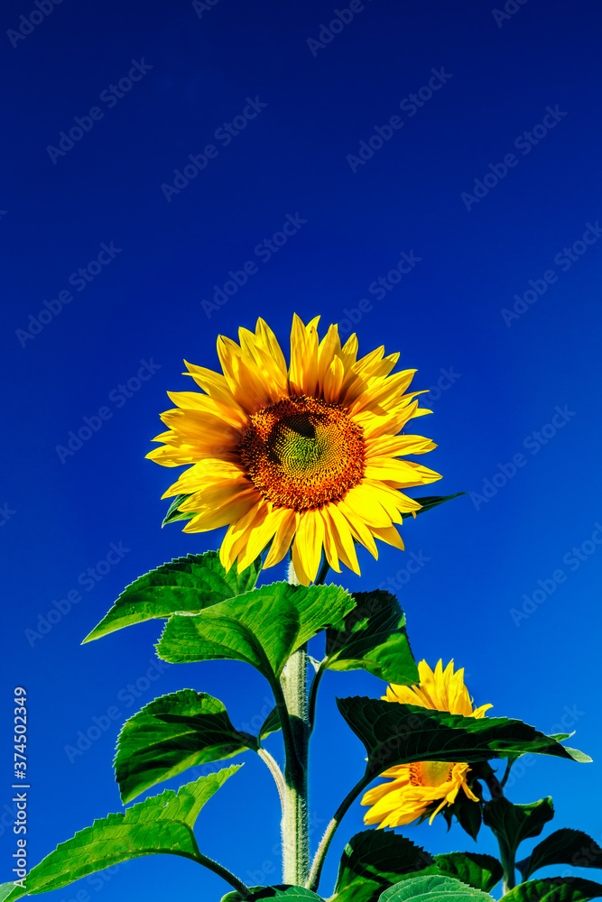Blooming sunflower on a background of blue sky Blooming sunflower on a background of blue sky