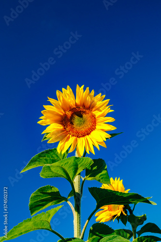 Blooming sunflower on a background of blue sky