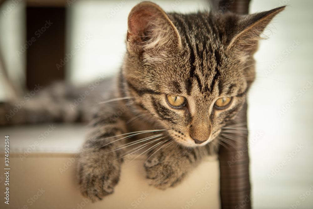 cute little European house cat lies comfortably on an armchair